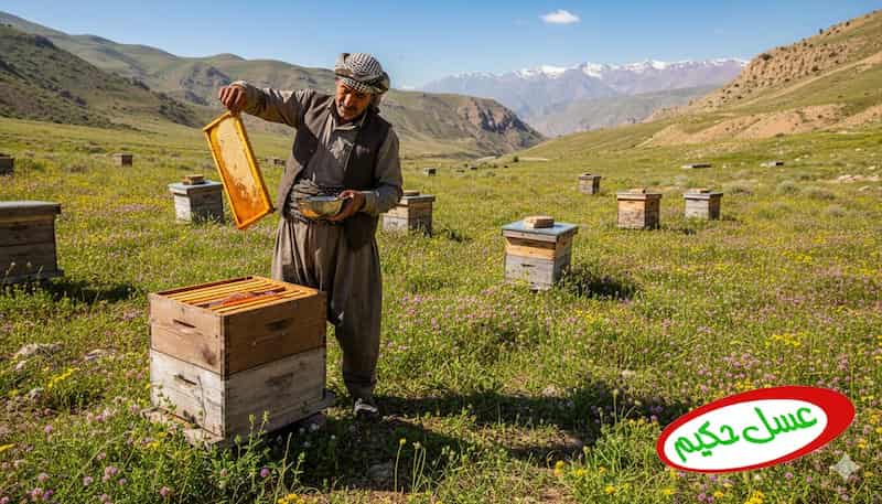 عسل کردستان حکیم محصولی خالص از مراتع سرسبز کردستان